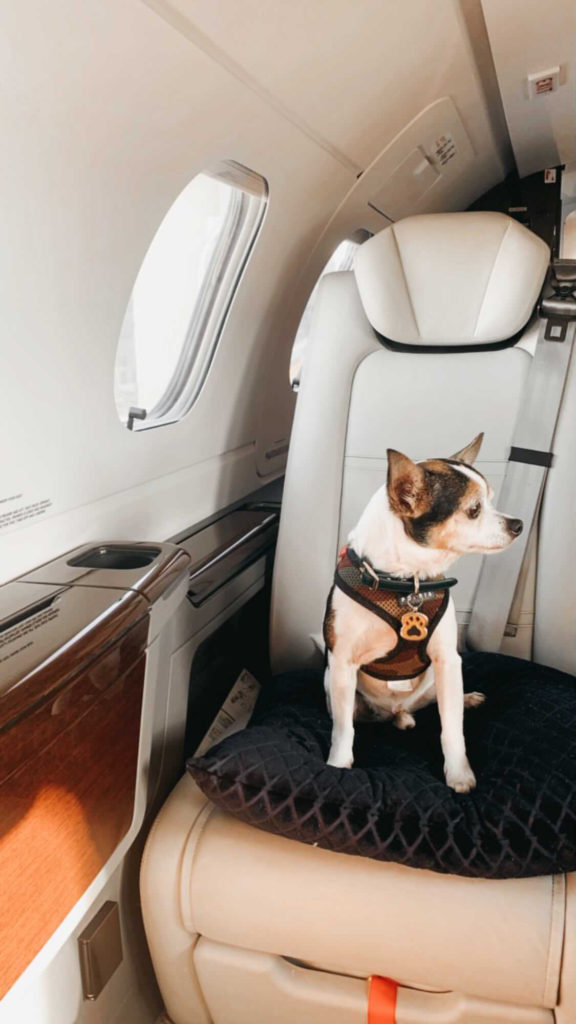 Pet on private jet