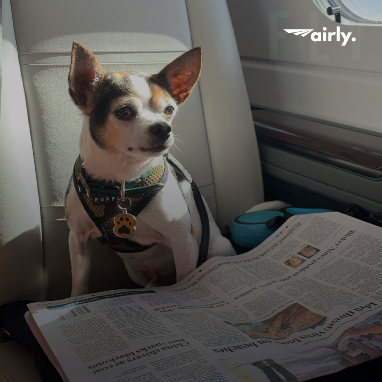 Pets on Private Jets Airly Private Jet Memberships
